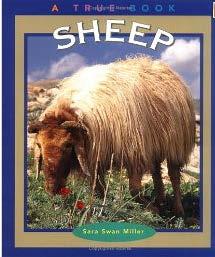 SHEEP Wool Milk Meat