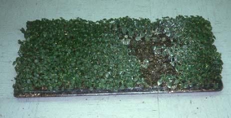 Use seeding flats or peat