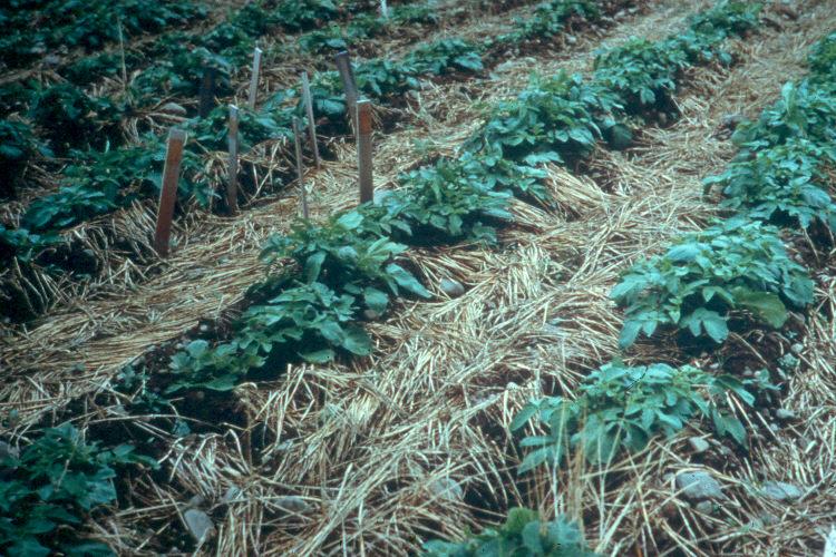 Types of Cover Crops
