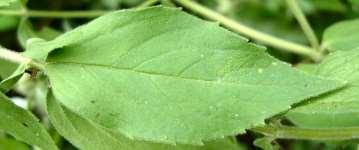 top-most leaves strongly whitened