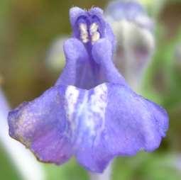 2-lipped flower, finely