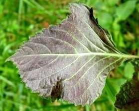 leaf turns purple with