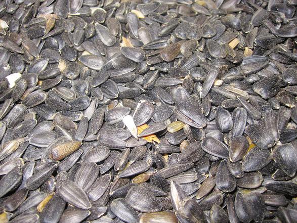 S U N F LOW E R SEEDS Sunflower seeds are often roasted and eaten as a snack. The edible portion, a tan colored kernel, is inside the shell, which is black to dark gray with white striping.