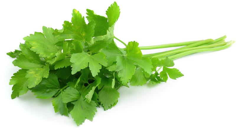 1/4 cup Cilantro leaves, raw 2 cups 1 qt Size of Portions: 4 ounces by weight Number of Portions: 50 Meal component contribution: Each serving provides 2 ounces meat alternate 1. Peel and dice onions.