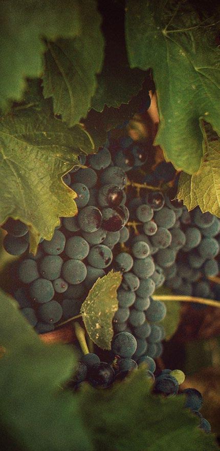 ORIGINS IїENTITY їedication Vermentino grape The origins of Vermentino are uncertain.