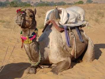 change from BCE to CE the camel was introduced as a way to transport