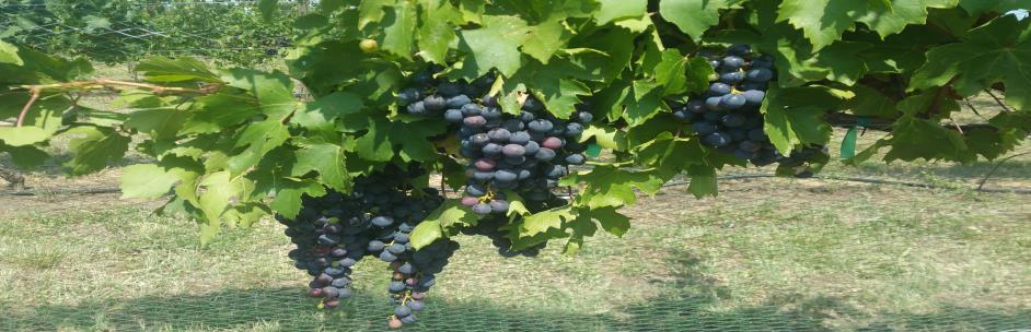 June 20th 2017 Volume I, Issue 3 Texas Winegrower Inside this issue: Essentials Vineyard Floor management A Quarterly Publication of the Texas AgriLife Extension Viticulture and Enology Program 2-3