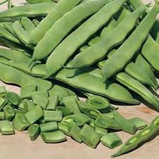 2018 Vegetable Trials Bean 1. Green Snap 2. Green Pole Crockett 60 days.