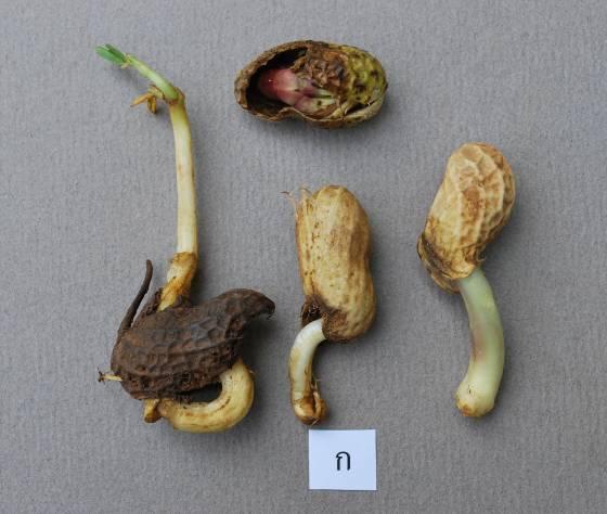 7 TAS 4700-2011 APPENDIX A PHOTOS OF DRIED IN-SHELL PEANUT AND