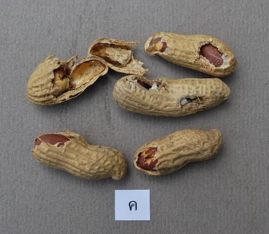 1 Appearances of dried in-shell peanuts 1/ A.
