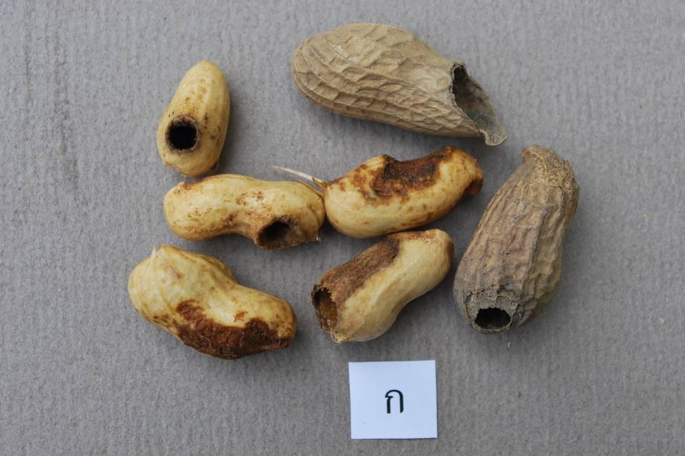 TAS 4700-2011 8 A B Figure A.2 Appearances of dried in-shell peanuts damaged by pests 1/ A.
