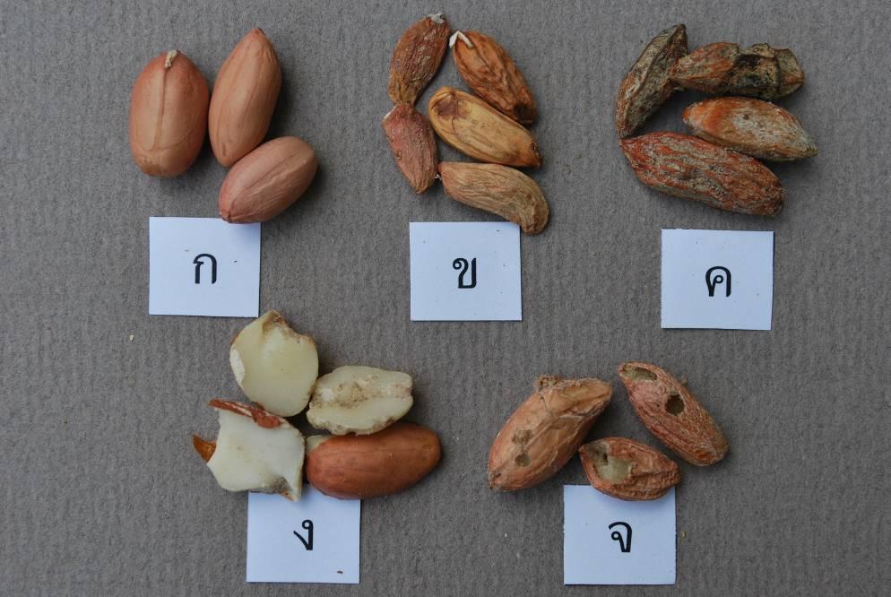 9 TAS 4700-2011 A B C D E Figure A.3 Appearances of peanut kernels 1/ A. Good B. Shrivelled C. Mouldy D. Broken E.