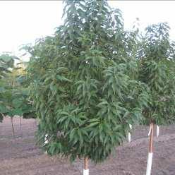 Height: 25m Green ASH Fraxinus pennsylvanica Description: A fast growing, long-lived shade tree which is tolerant of a