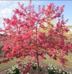 Dolgo FLOWERING CRAB Malus Dolgo Description: An excellent variety for making ruby red jelly.