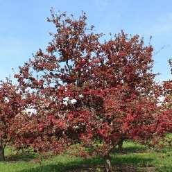Profusion FLOWERING CRAB Malus moerlandsii Profusion Description: Produces stunning red flowers in spring followed by deep red