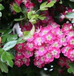 In spring it is covered in clusters of fragrant crimson flowers which are followed by showy purple fruit.