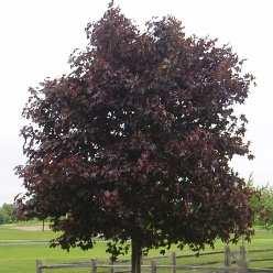 Tree has a pyramidal shape when young, becoming more rounded when mature.