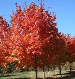 5- lobed leaves. Foliage opens pinkish yellow, turns green for summer and then yellow in the fall.