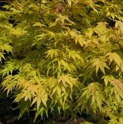 Princeton Gold Description: A dense shade tree with oval form and brilliant golden foliage in spring.