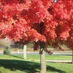 Height: 14m Red Sunset MAPLE Acer rubrum Description: Flowers provide an early source of nectar in spring.