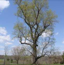 Height: 14m b Poplar Hybrid POPLAR Populus Description: A very fast growing, tall and straight tree with a high, open canopy.