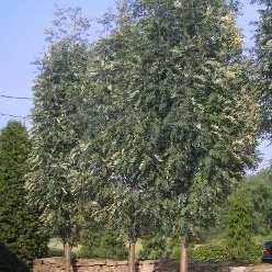 Pin OAK Quercus palustris Description: A pyramidal form with dense, somewhat pendulous branches.