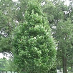 Glossy, dark green foliage does not develop any significant fall color. Canopy has a clearance of 3 from the ground. Lives for 150 years.