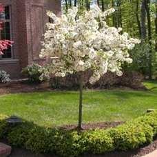 Dwarf Standard SERVICEBERRY Amelanchier ovalis pumila Description: A small tree which is covered in small white flowers in early spring.