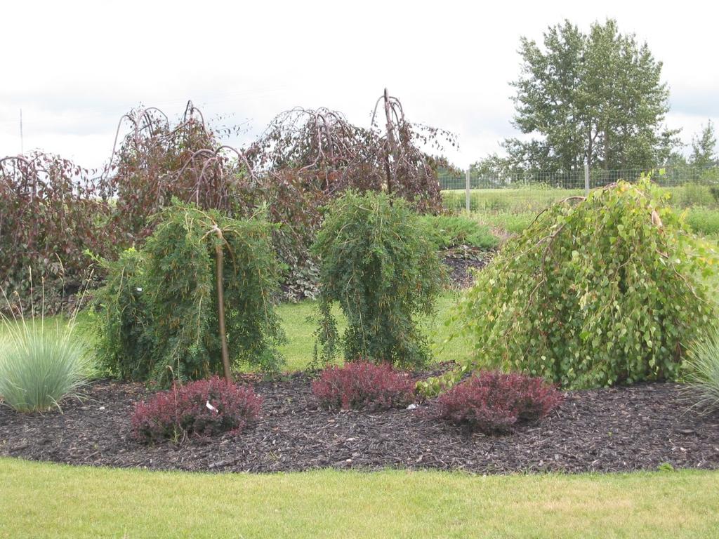 Your Green Connection - www.pnls.ca Specialty 40 mm $ 247.50 50 mm $ 273.75 60 mm $ 322.50 Betula pendula Youngii, Young s Weeping Birch Unusual small tree with weeping somewhat twisted branches.