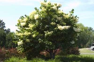 Japanese Tree Lilac Syringa reticulate Ivory Silk