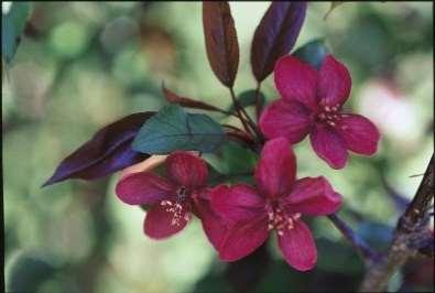 Royalty Flowering Crabapple Malus