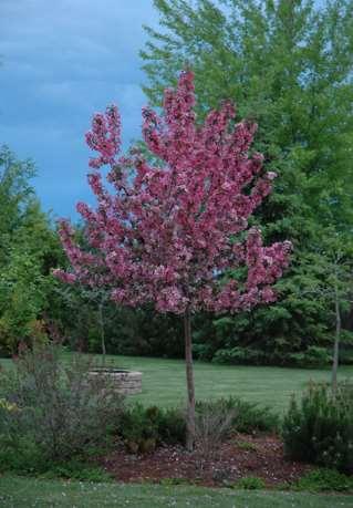 Rudolph Flowering Crabapple Malus Rudolph Upright oval tree,