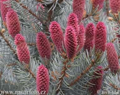 Colorado Blue Spruce Picea pungens glauca