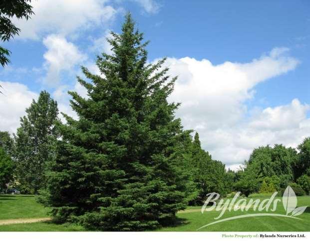 White Spruce Picea glauca Native