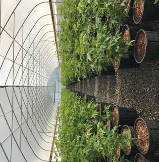 All our liners are produced from seed, cuttings, or grafts.