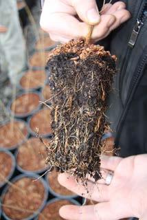 Hazelnut shell mulch reduces the need for herbicides.