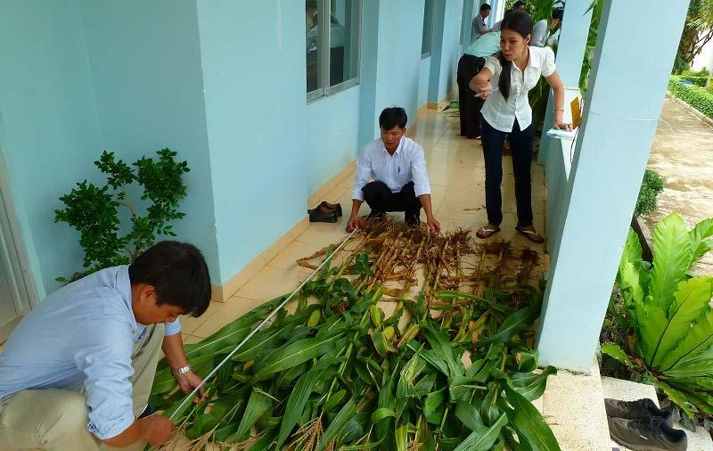test for Corn in Vung Tau (VN, LAO,