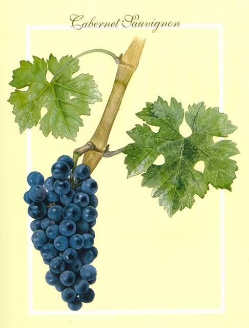 Introduction Viticulture : produce high quality grapes at economically sustainable
