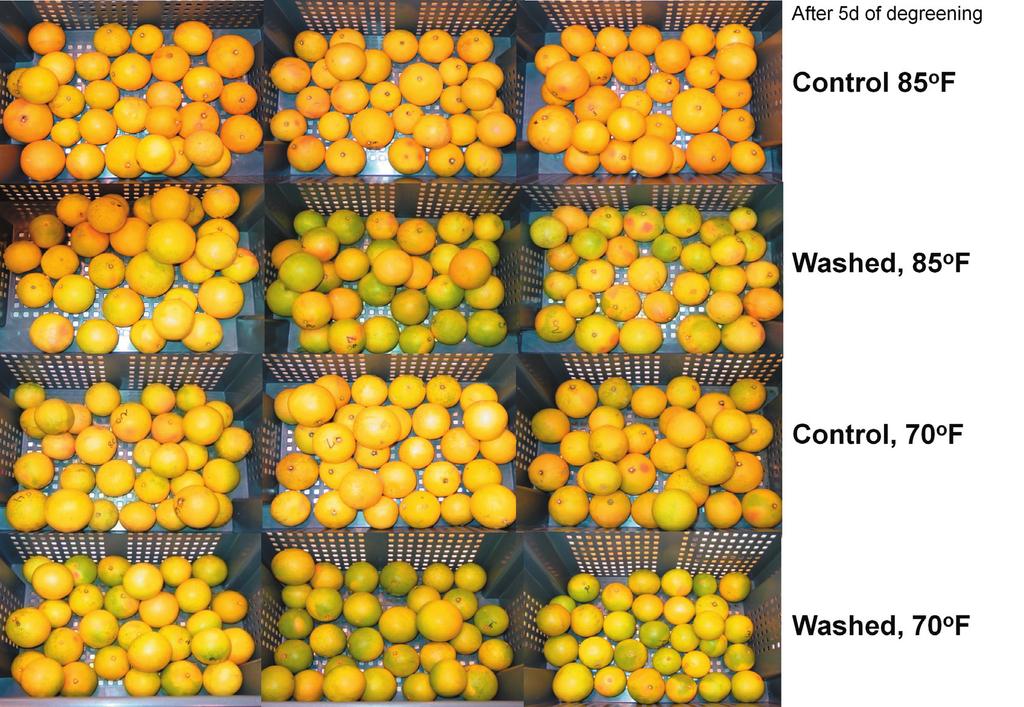 Fig. 2. Effect of washing before the start of degreening and degreening temperature on Flame grapefruit color development.