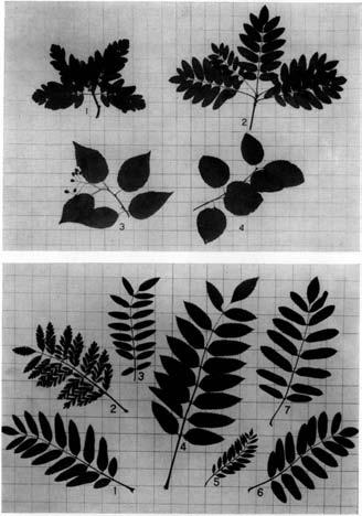 PLATE XVIII Upper: 1 Sorbus hybrida; L S aucuparia; 3 S ahaifolia; 4 S aria Lower: 1sorbus aucuparia;