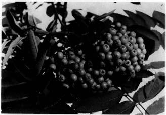 PLATE XIX Upper: Fruits of Sorbus