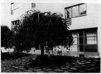 Lower: Sorbus aucuparia Pendula