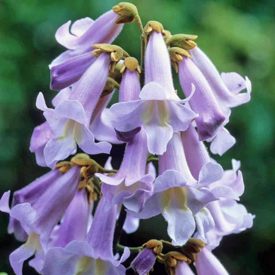 12 Princess Tree (Paulownia tomentosa) Reproduces very rapidly: 20 million seeds per year Root
