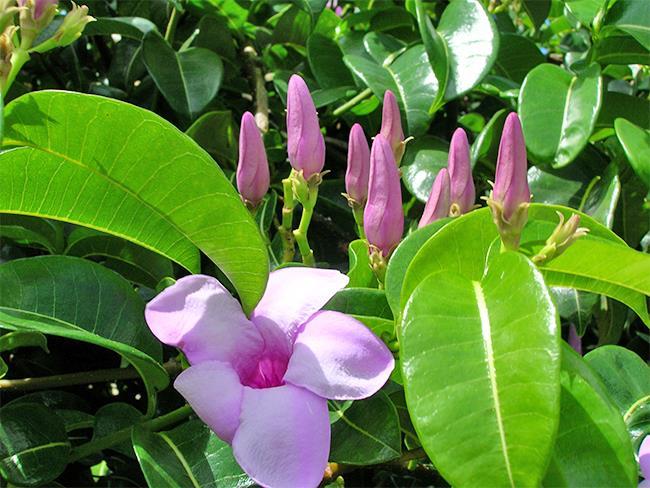 13 Rubber Vine (Cryptostegia madagascariensis) Woody vines grow up to 45 feet in length Flowers are white-lavender and