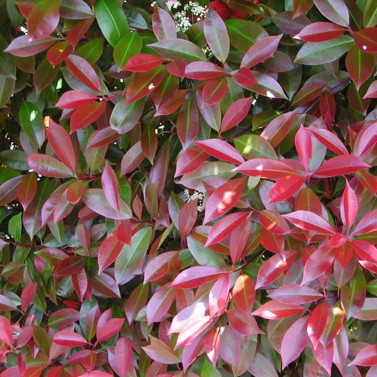 19 Photinia (Photinia davidiana) Photo by: Deelish Garden Centre Evergreen broad leaf shrub Leaves are characterized by pink-bronze tones Flower is