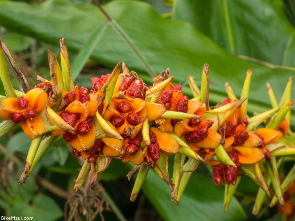 25 Ginger (Hedychium gardnerianum) Grows quickly and chokes out native plants Came to Hawaii as a result of
