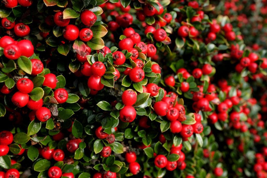5 Cotoneaster (Cotoneaster pannosus) Multi-stemmed shrub that can grow up to 10 feet tall Clusters of white, five-petaled flowers Invades pasture and