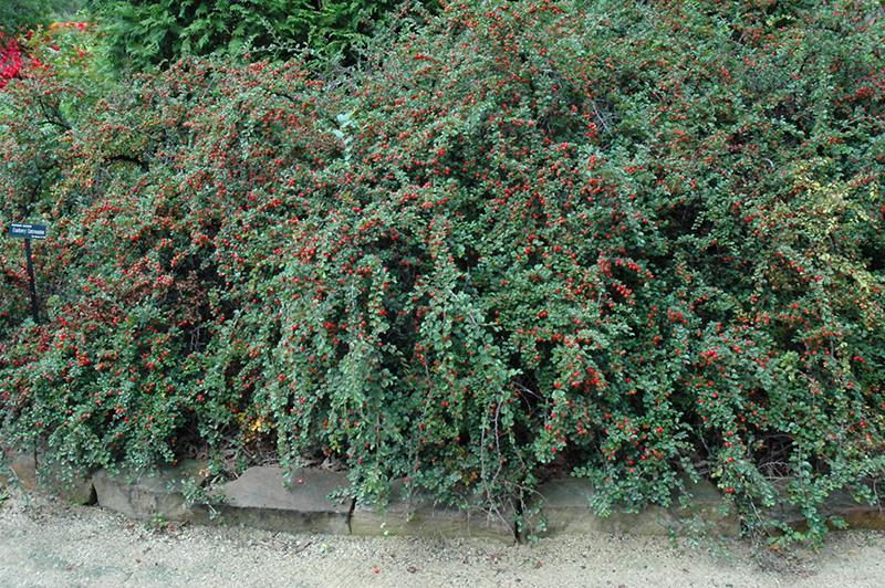6 Cotoneaster