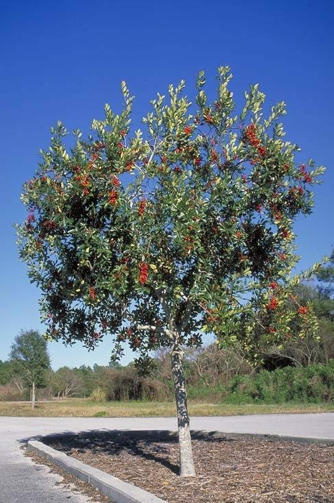 7 Dahoon Holly (Ilex cassine) Lives in swampy areas or wet locations Notable characteristic is its white flowers and clusters of red or orange berries in the winter