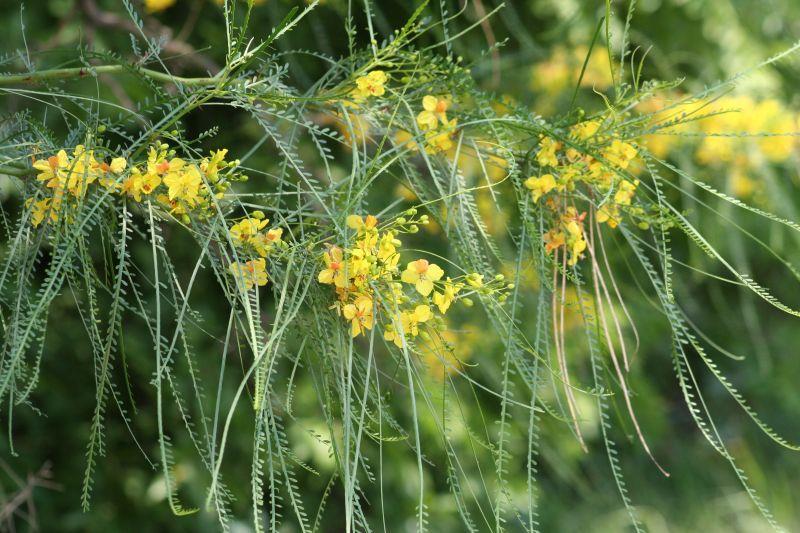 9 Jerusalem Thorn (Parkinsonia aculeate) Has green bark, spiny and needle-like bristles Its fruits are purple-brown lumpy pods that contain dark brown seeds Grows